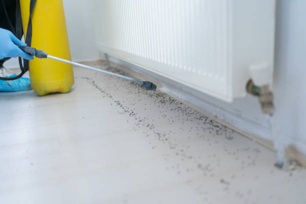 Reliable Montebello, CA Pest Control Solutions